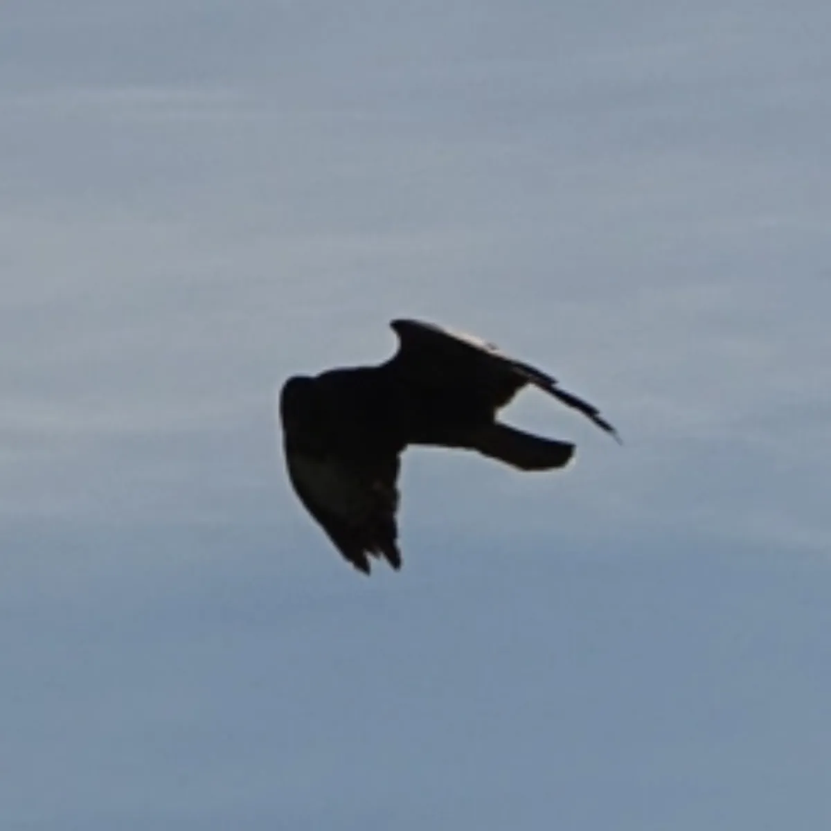 Waargenomen Buizerd