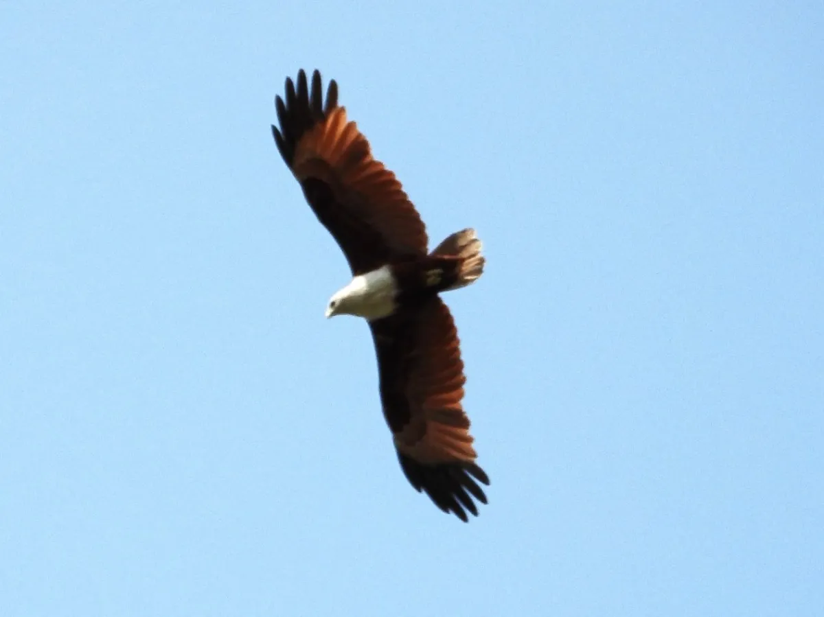 Spotted Brahminy Kite