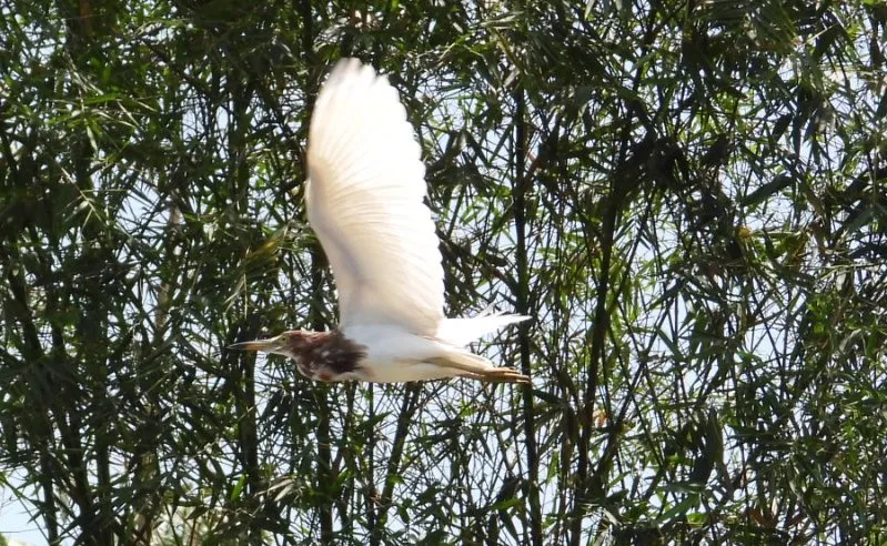 Gespotte Chinese ralreiger