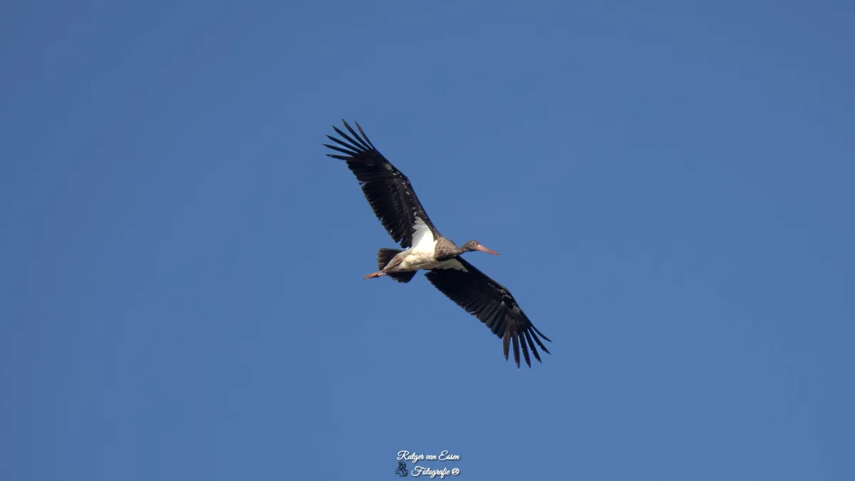 Spotted Black Stork