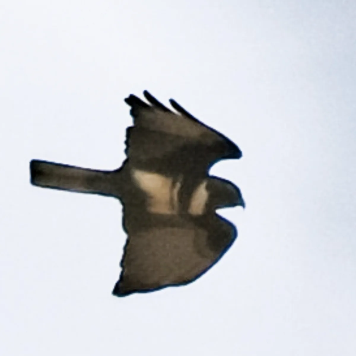 Gespotte Zwarte koekoekswouw