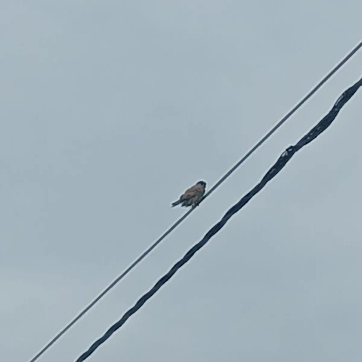 Spotted Eurasian Kestrel