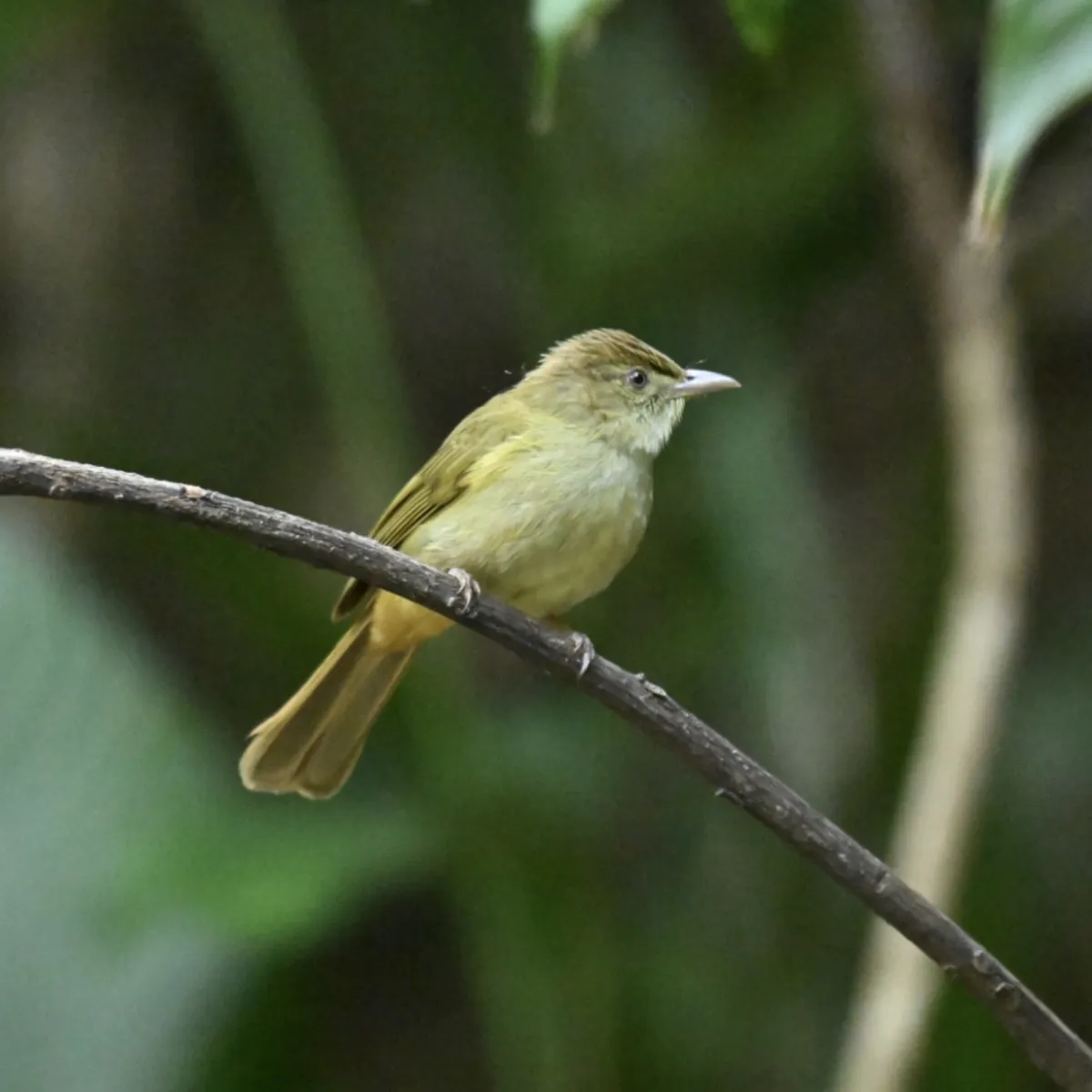 Gespotte Grijsoogbuulbuul