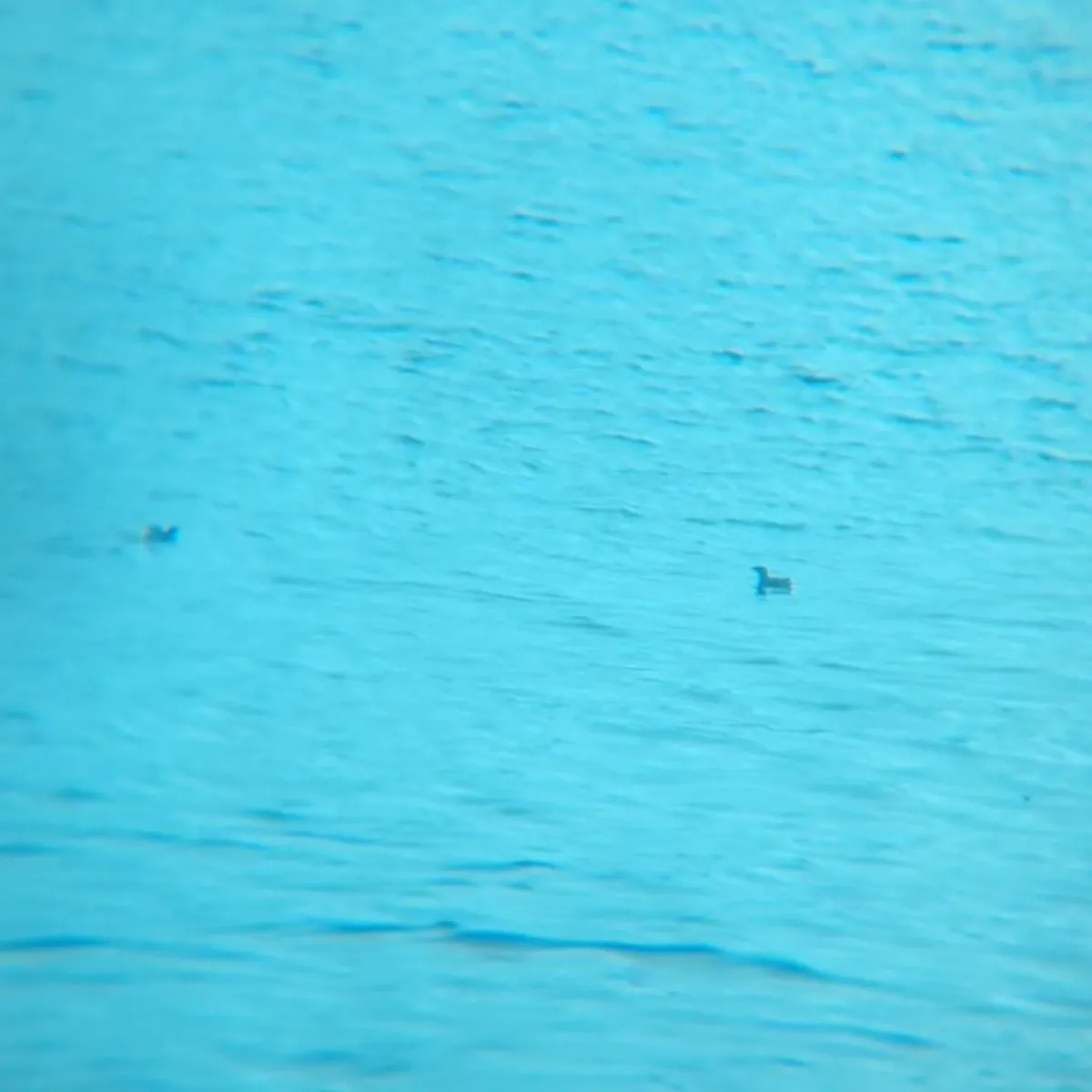 Spotted Marbled Murrelet