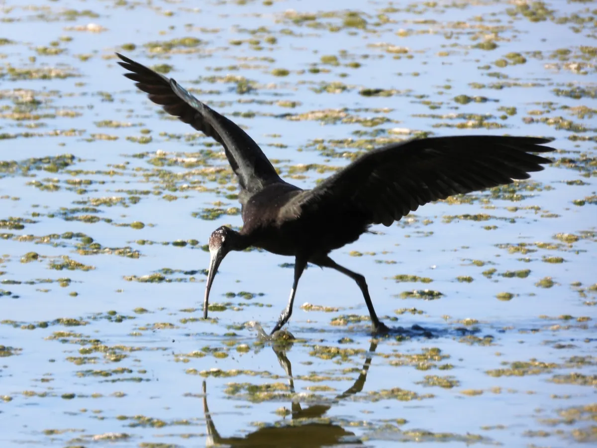 Waargenomen Zwarte ibis