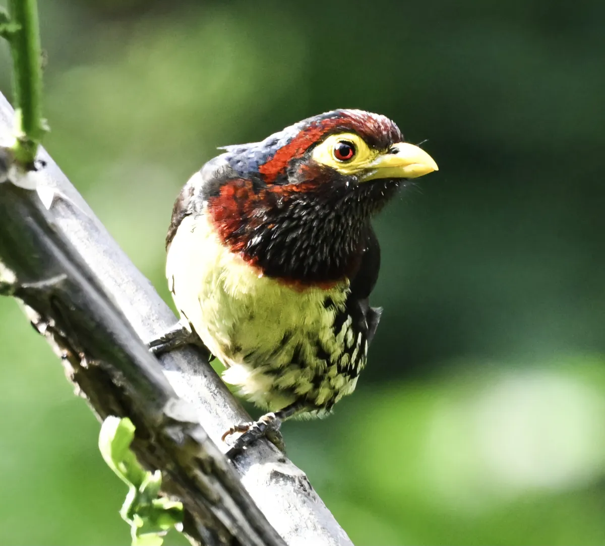 Waargenomen Oostelijke geelsnavelbaardvogel