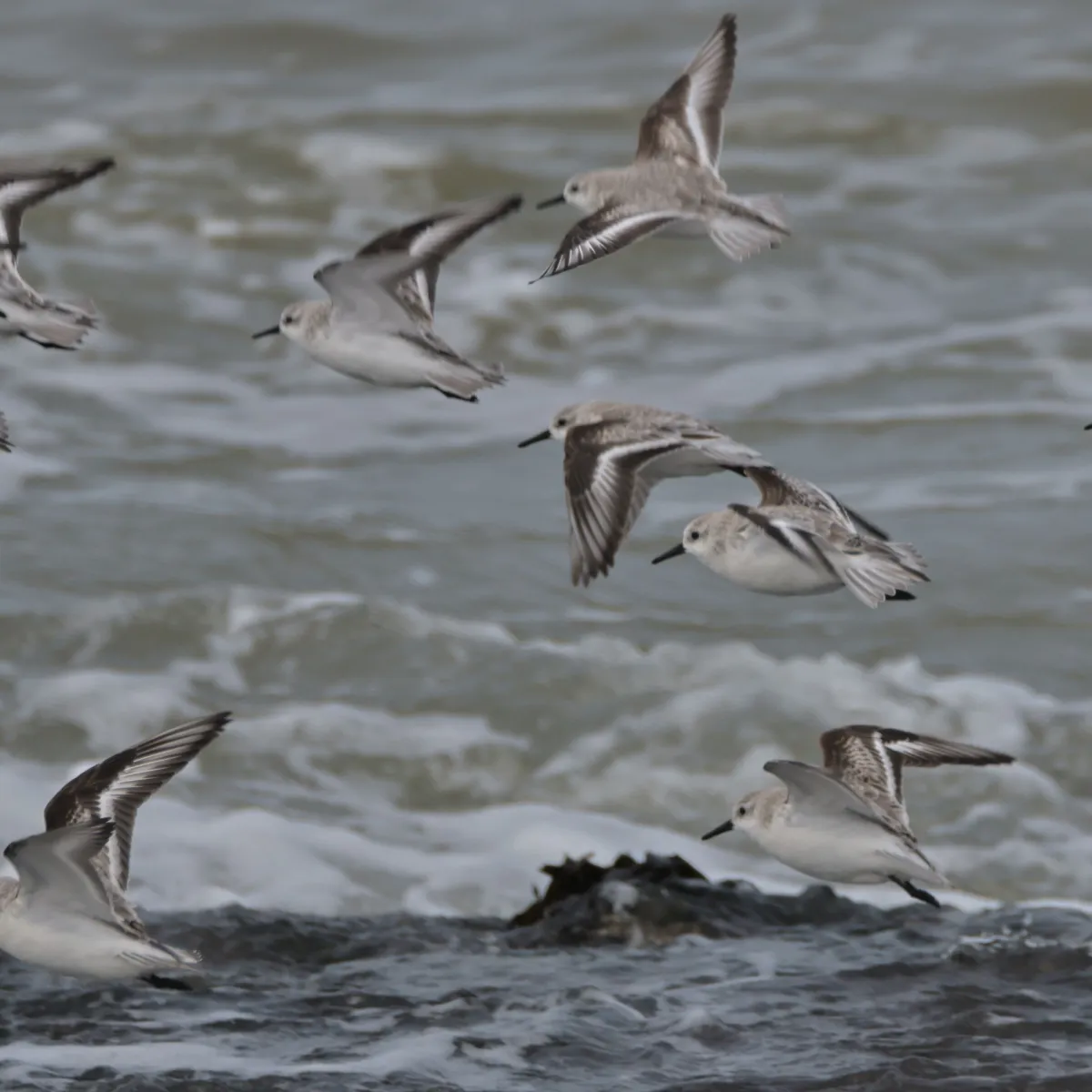 Spotted Sanderling