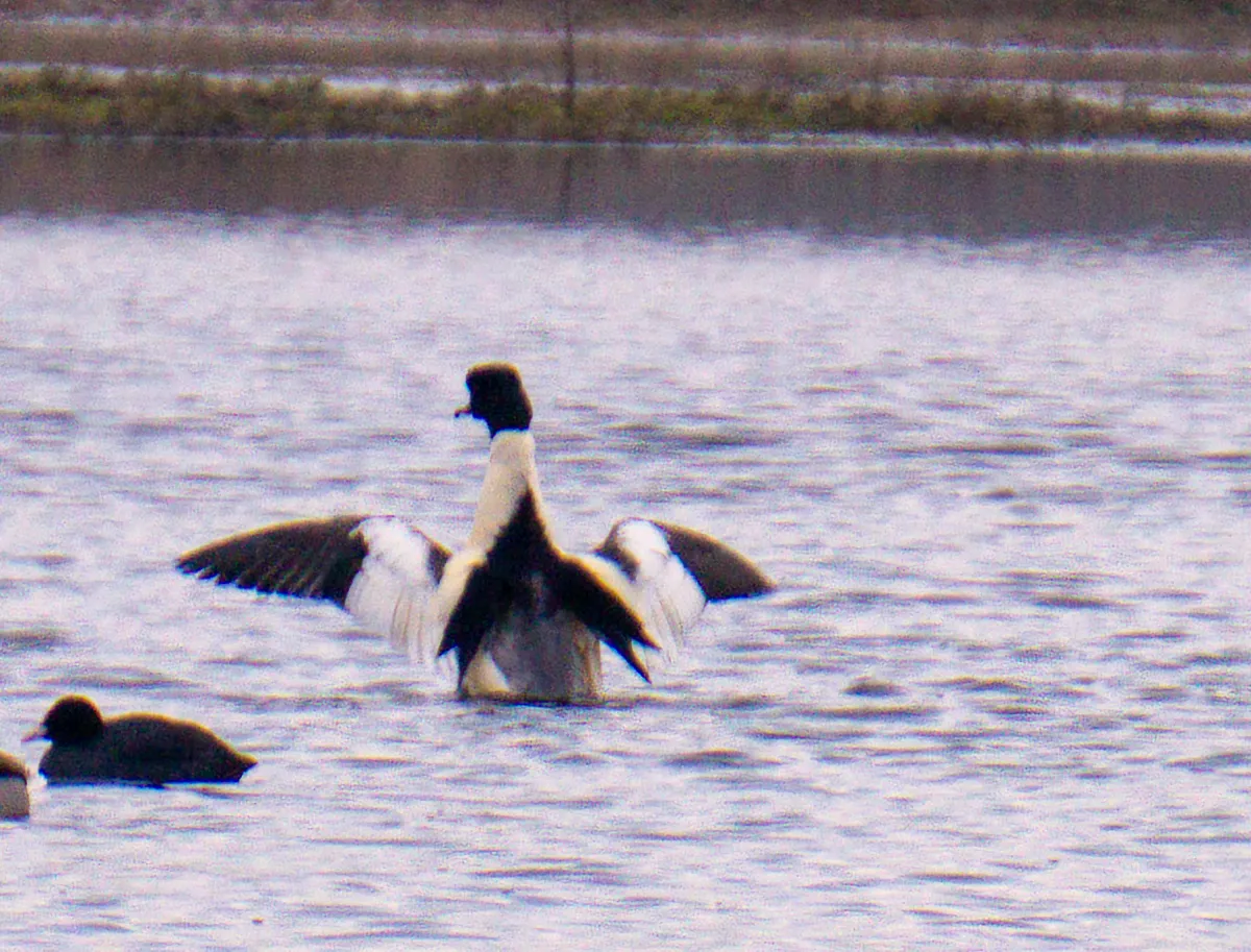 Spotted Common Merganser