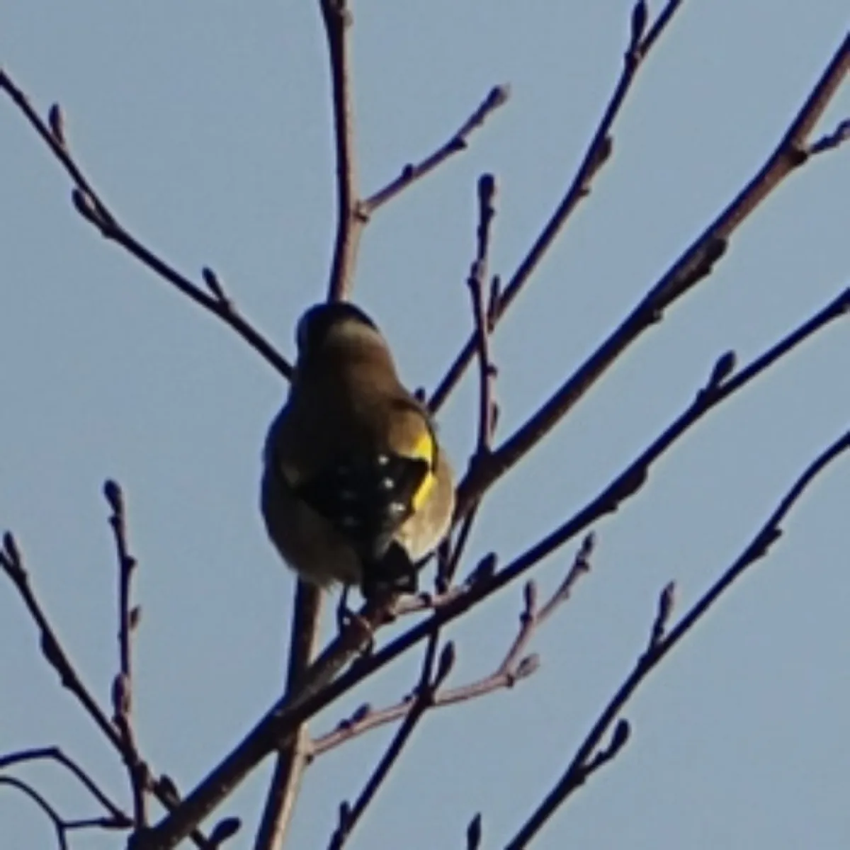 Spotted European Goldfinch