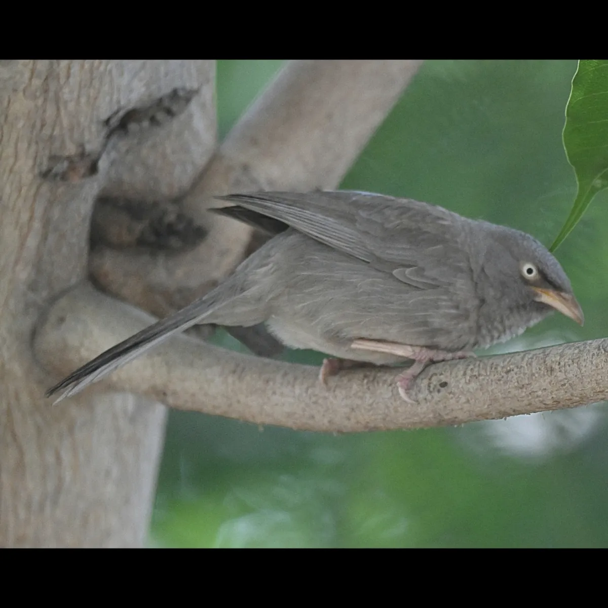 Spotted Jungle Babbler