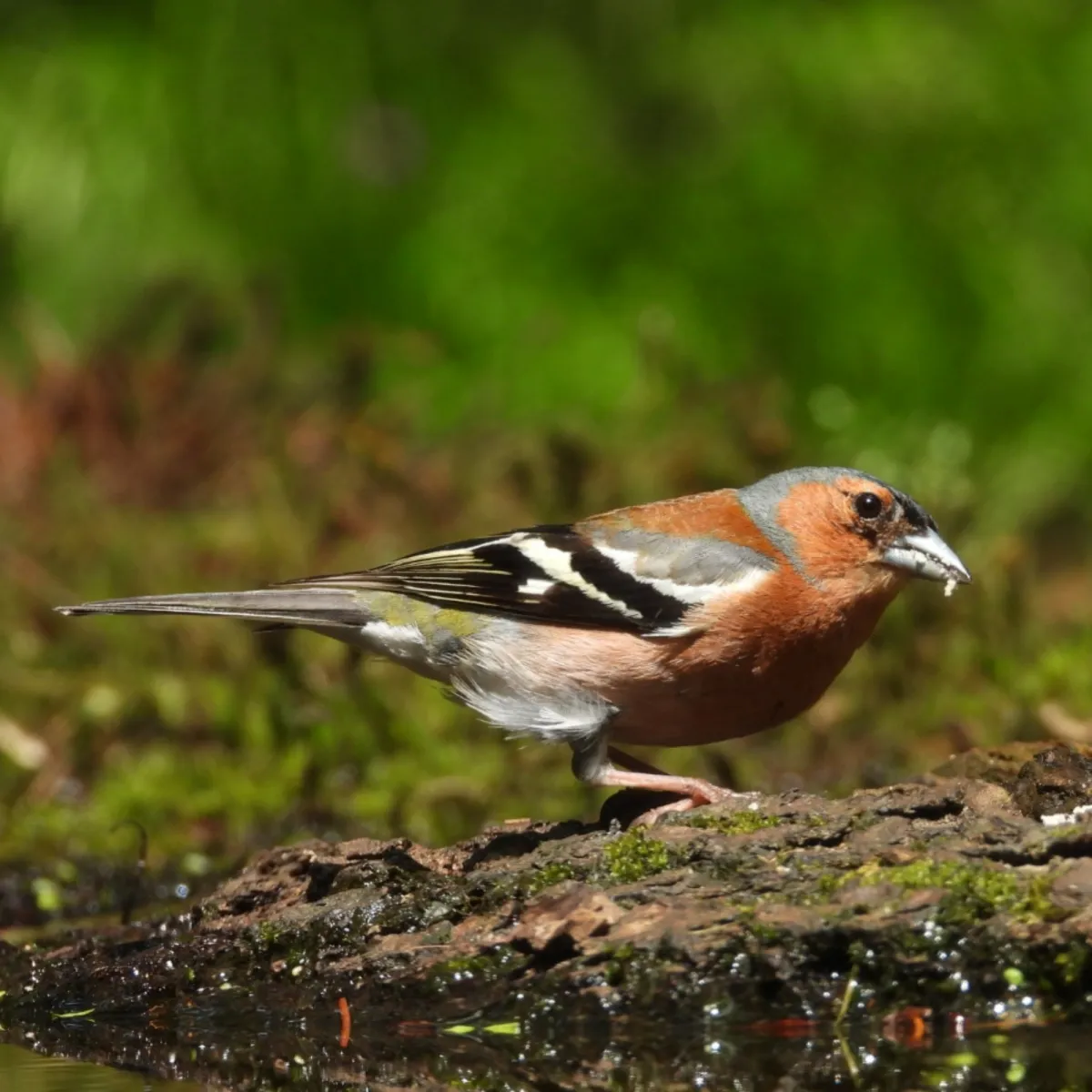 Spotted Common Chaffinch