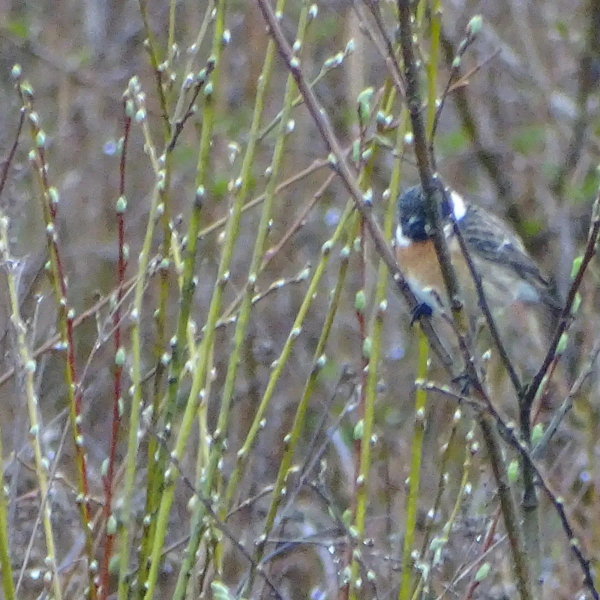 Spotted European Stonechat