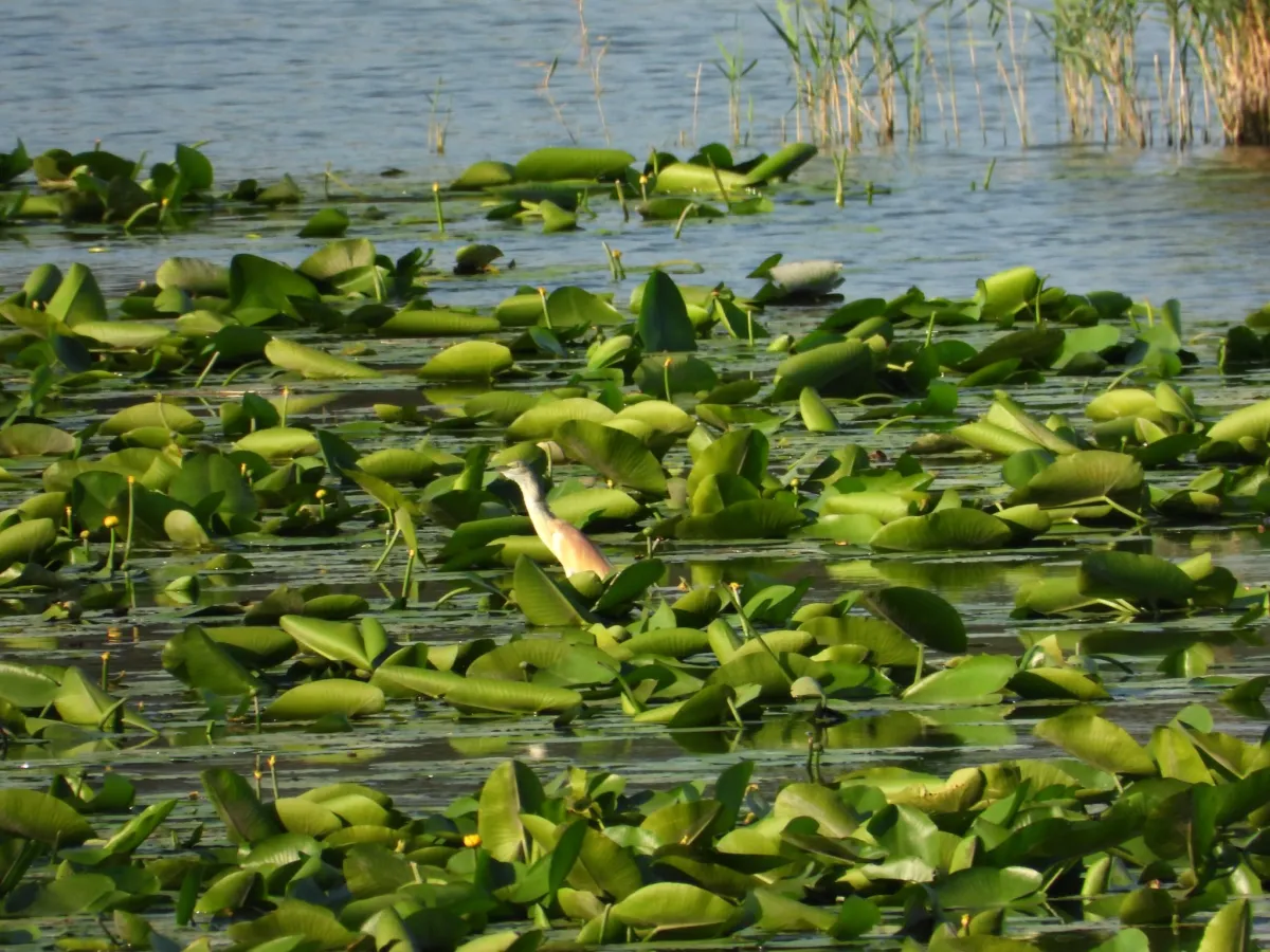 Spotted Squacco Heron