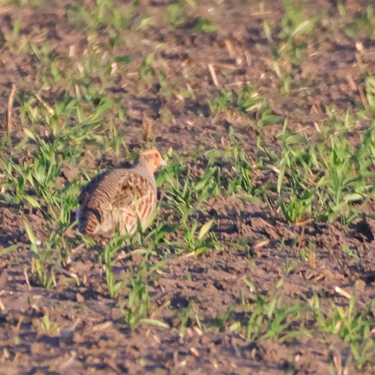 Spotted Gray Partridge