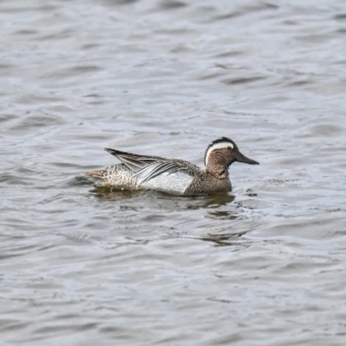 Spotted Garganey