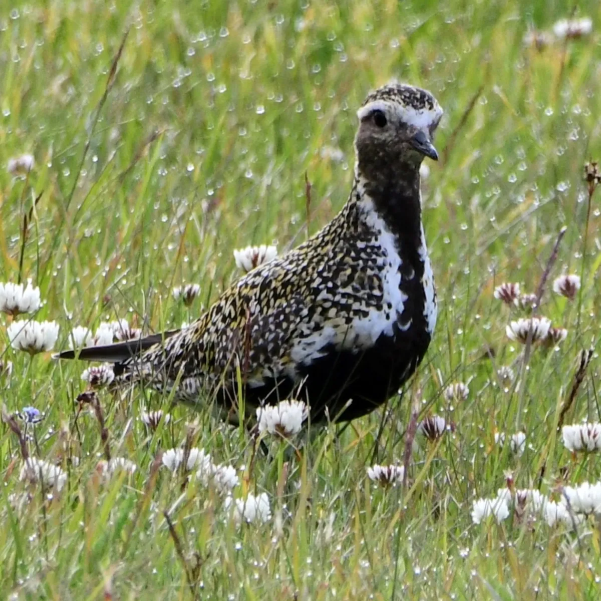 Gespotte Goudplevier