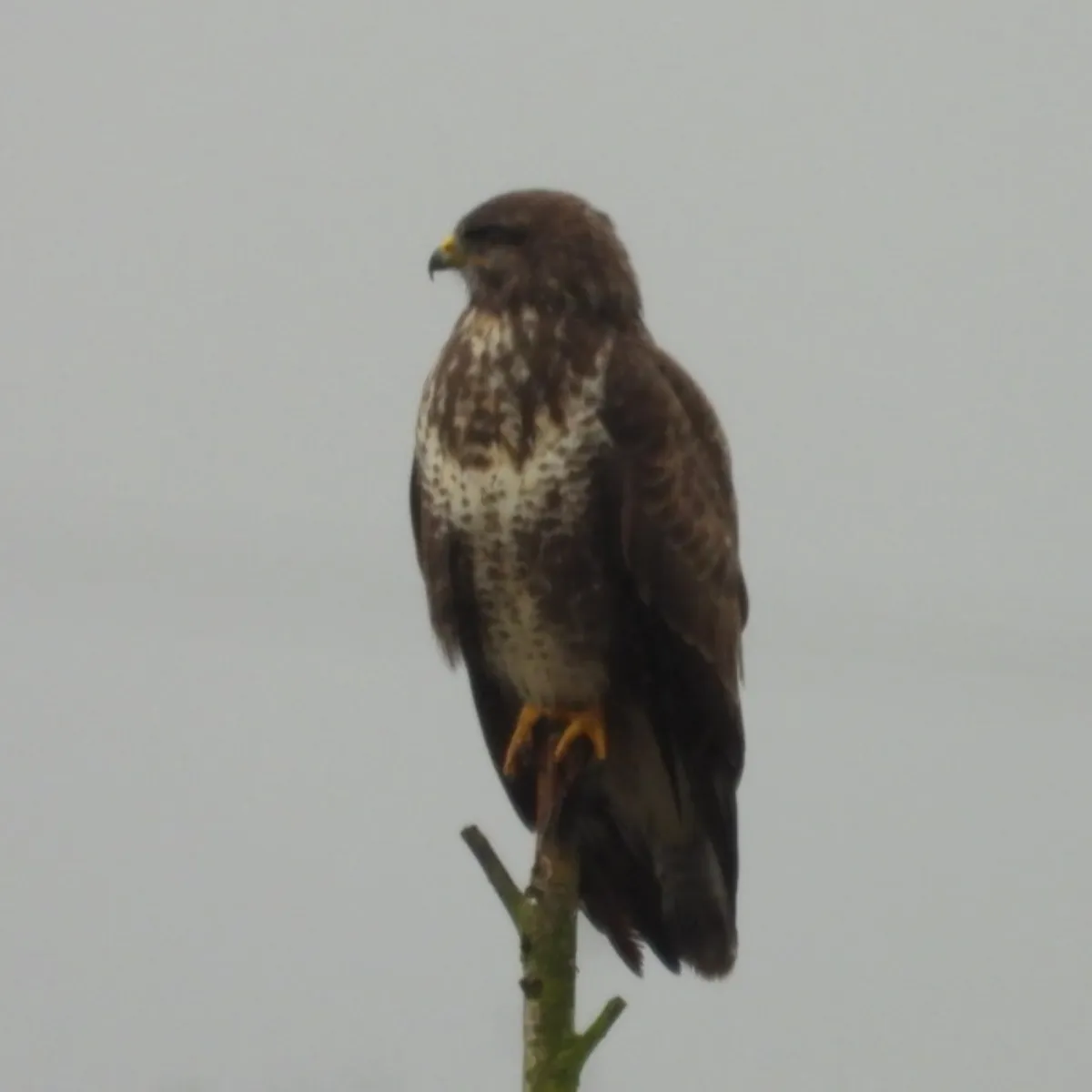 Waargenomen Buizerd