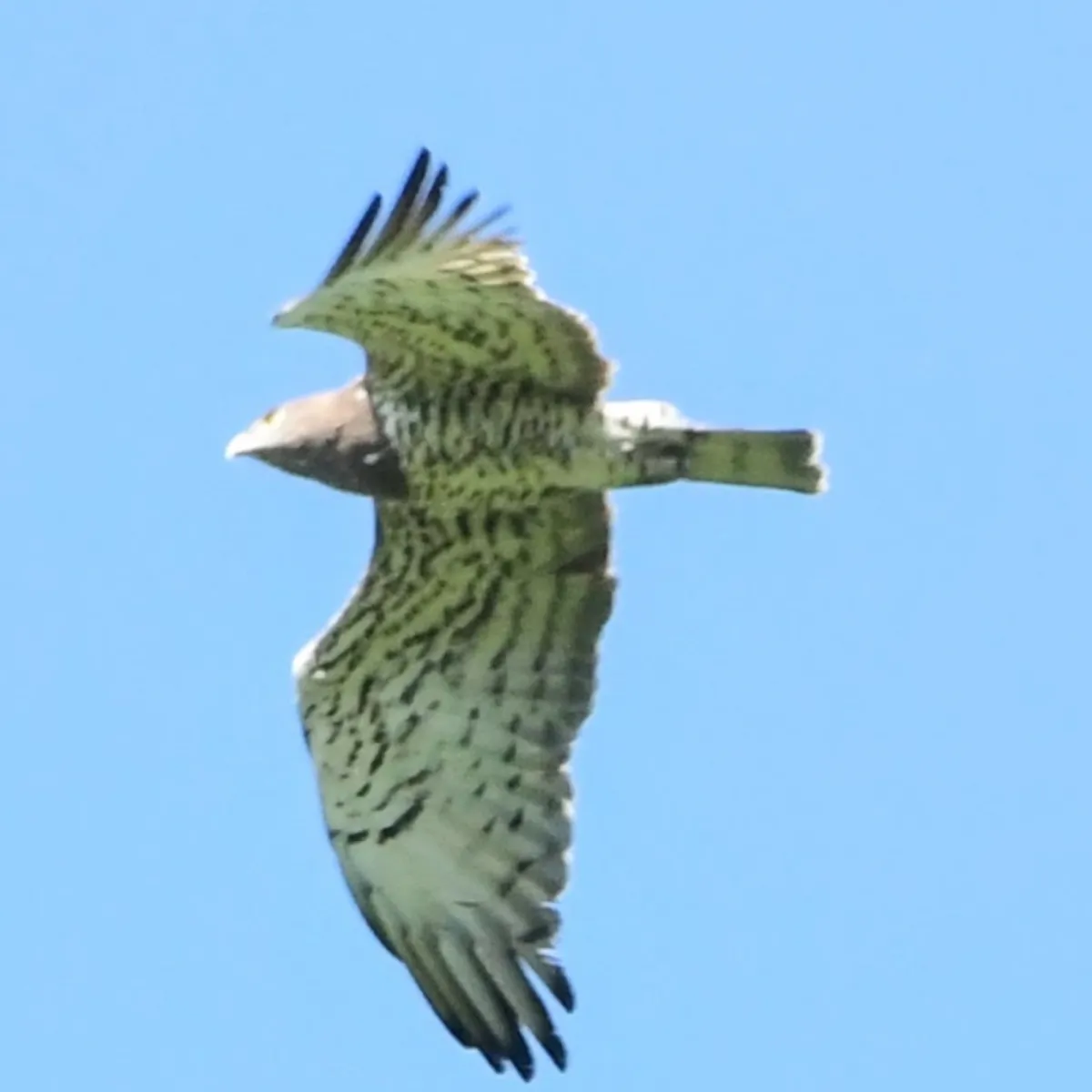 Spotted Short-toed Snake-Eagle