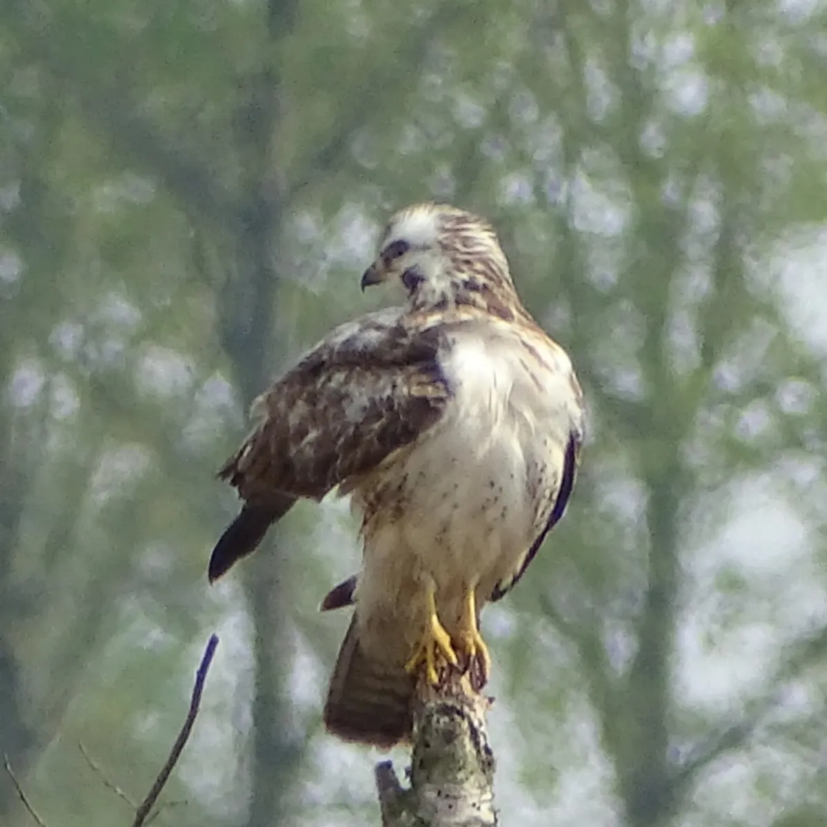 Waargenomen Buizerd