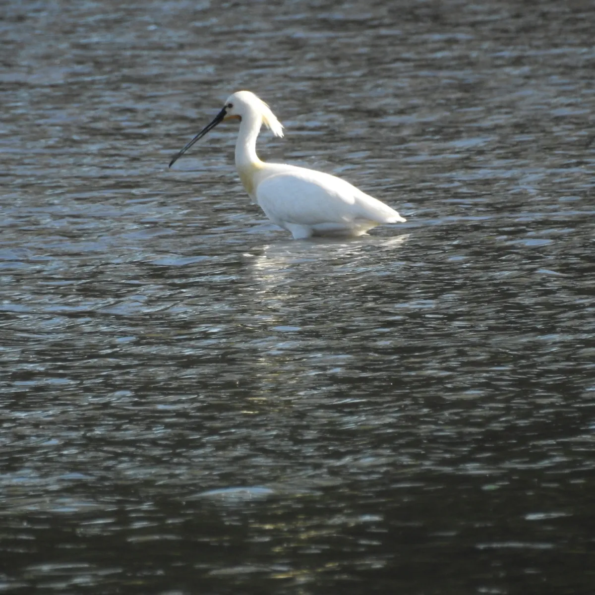 Spotted Eurasian Spoonbill