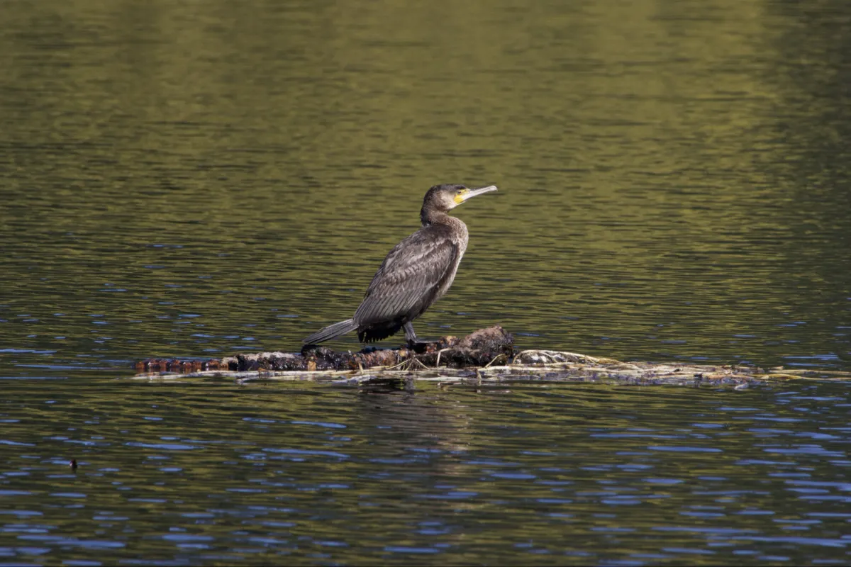 Gespotte Aalscholver