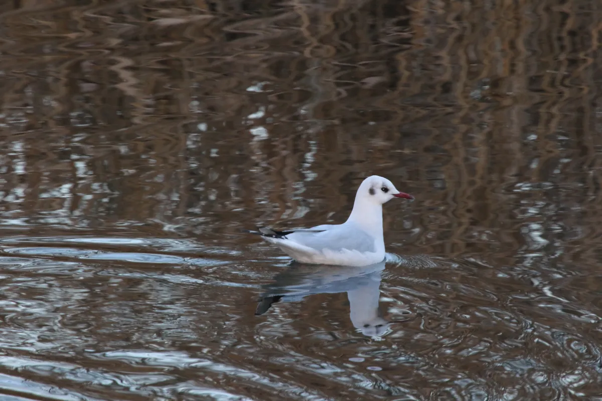 Spotted Black-headed Gull