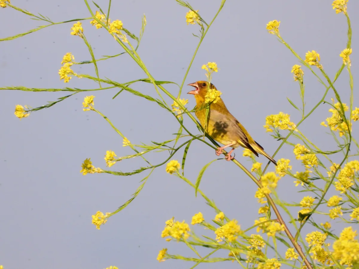 Spotted European Greenfinch