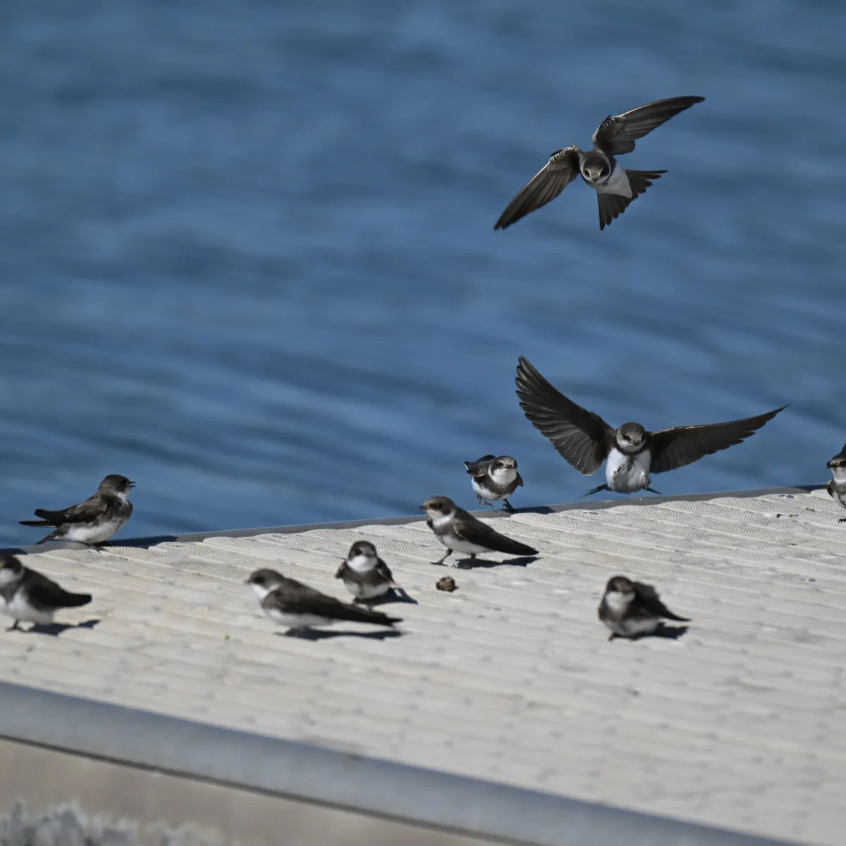 Gespotte Oeverzwaluw