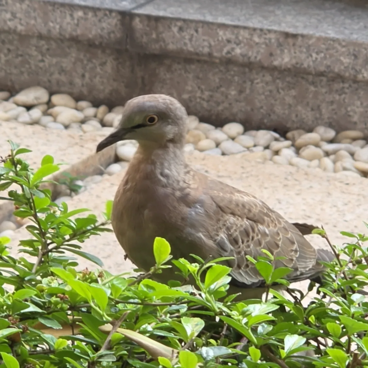 Gespotte Parelhalstortel