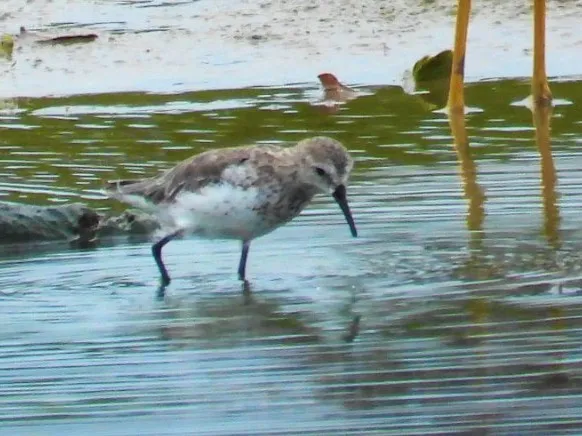 Waargenomen Kleinste strandloper