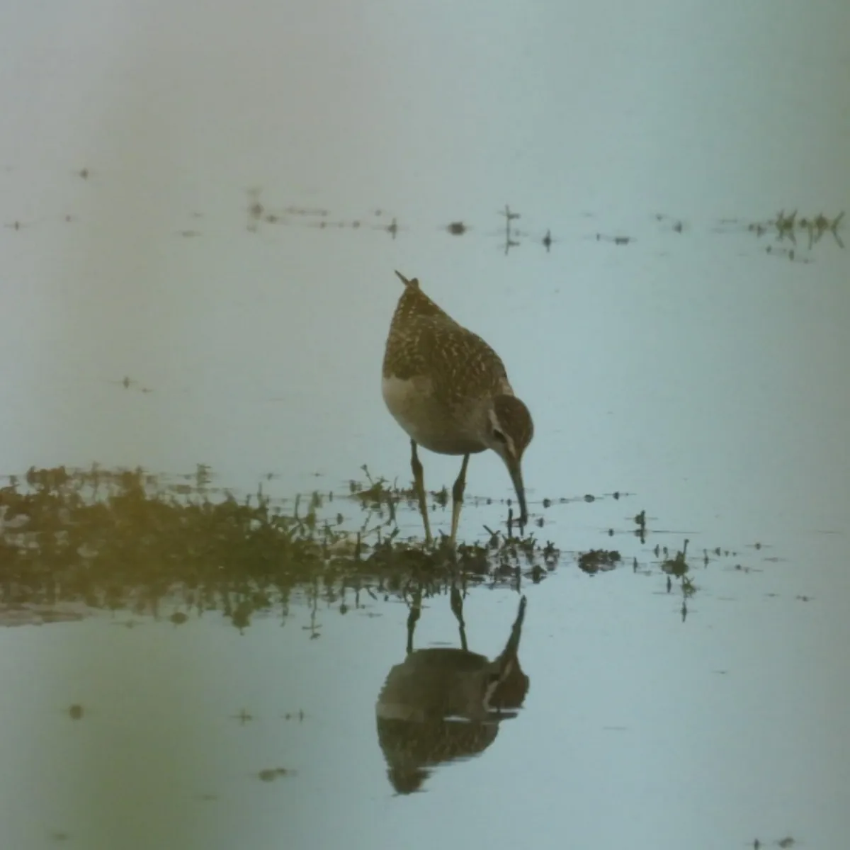 Spotted Wood Sandpiper