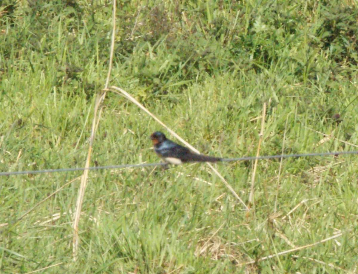 Gespotte Boerenzwaluw