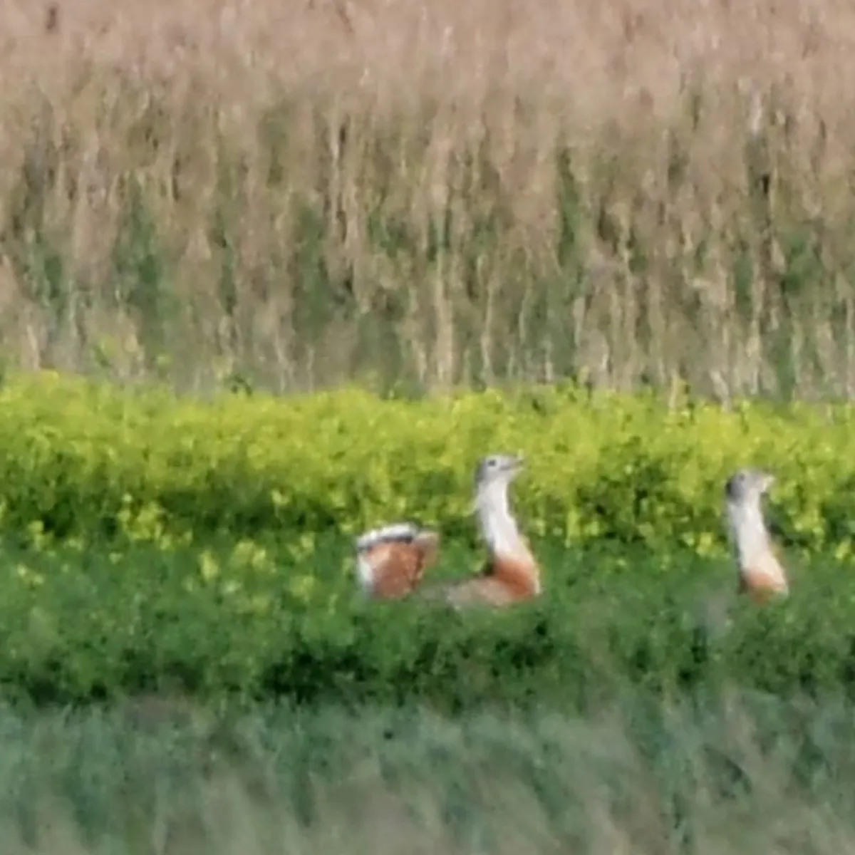 Spotted Great Bustard