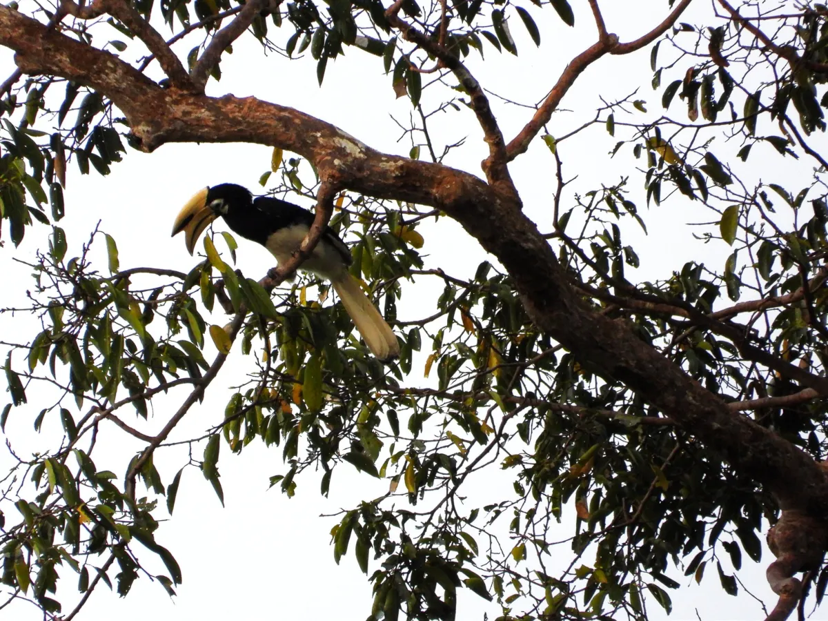 Gespotte Indische neushoornvogel