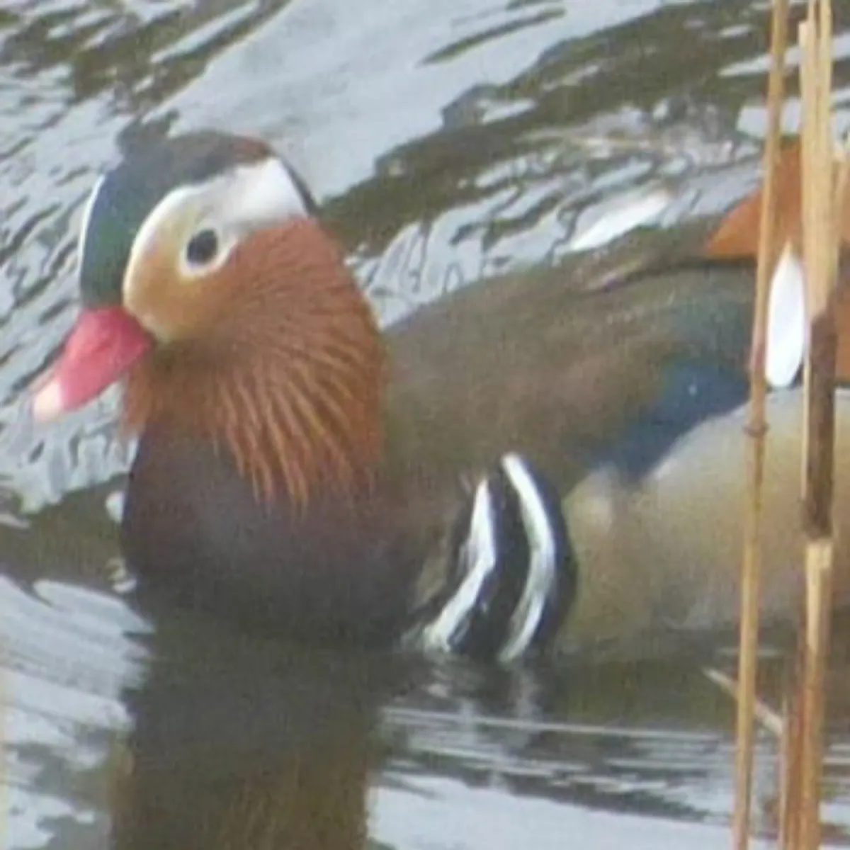 Gespotte Mandarijneend