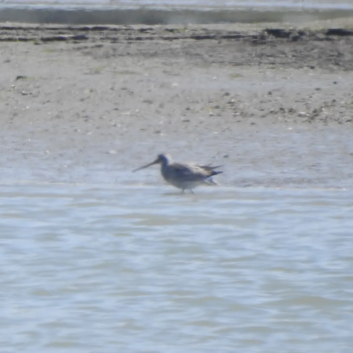 Spotted Bar-tailed Godwit
