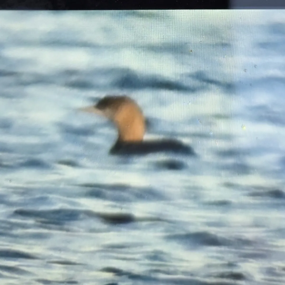 Gespotte Parelduiker