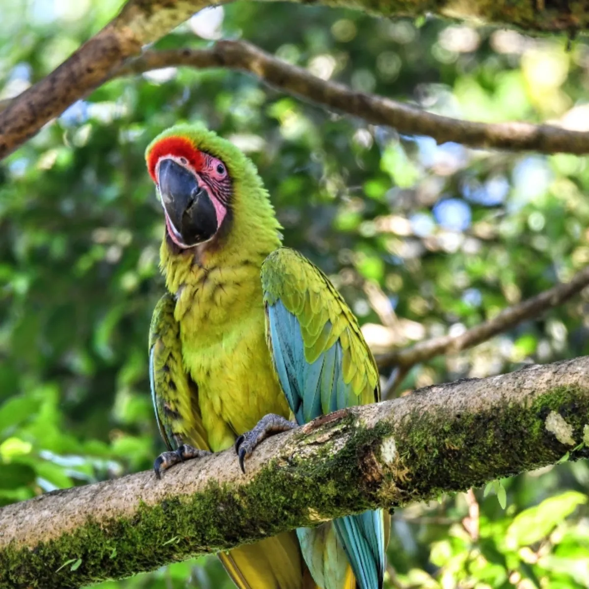 Spotted Great Green Macaw