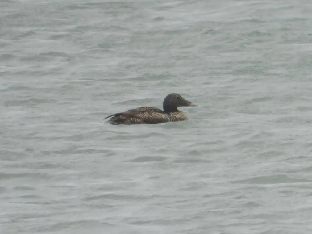 Waargenomen Eider
