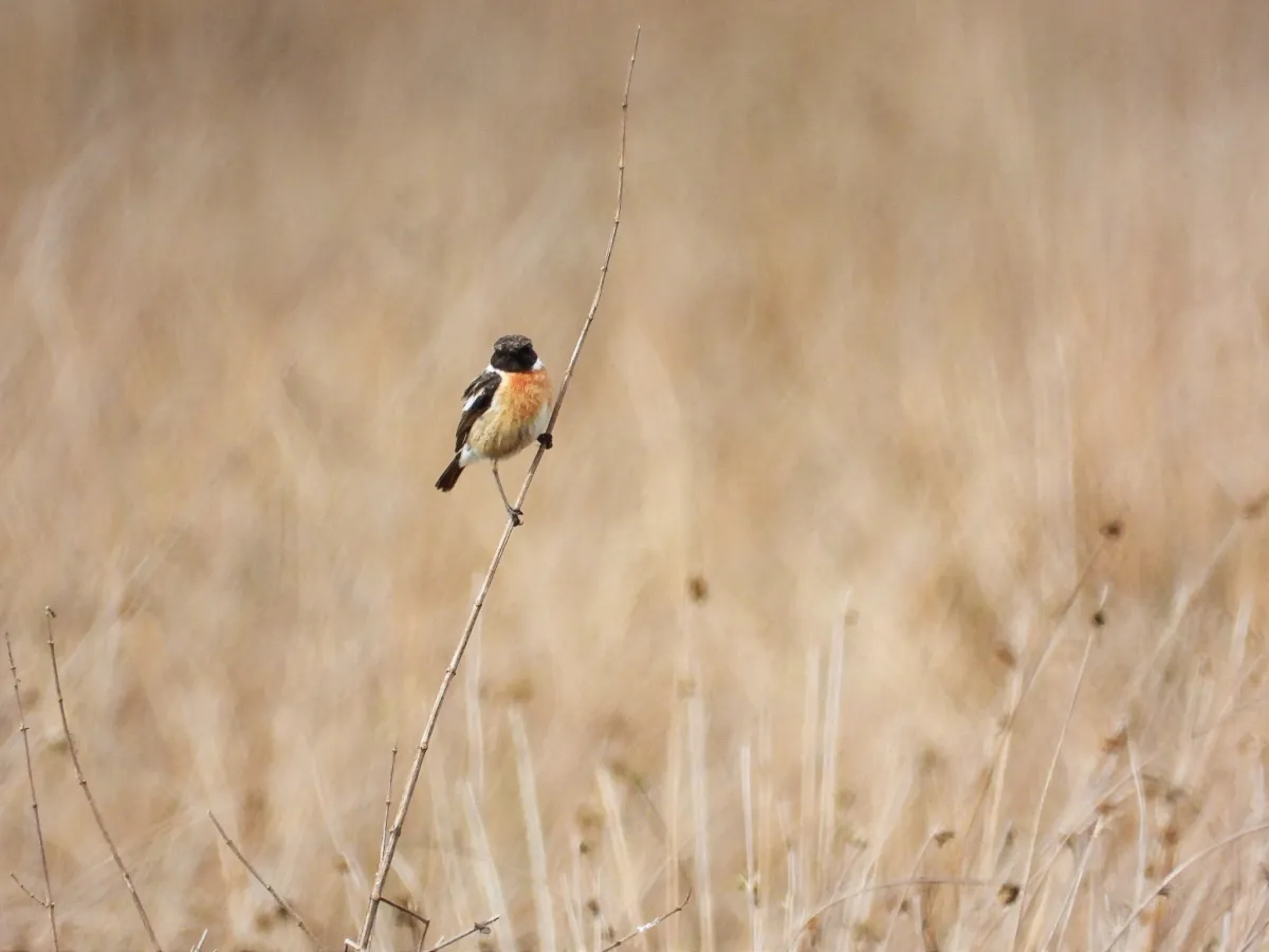 Gespotte Roodborsttapuit