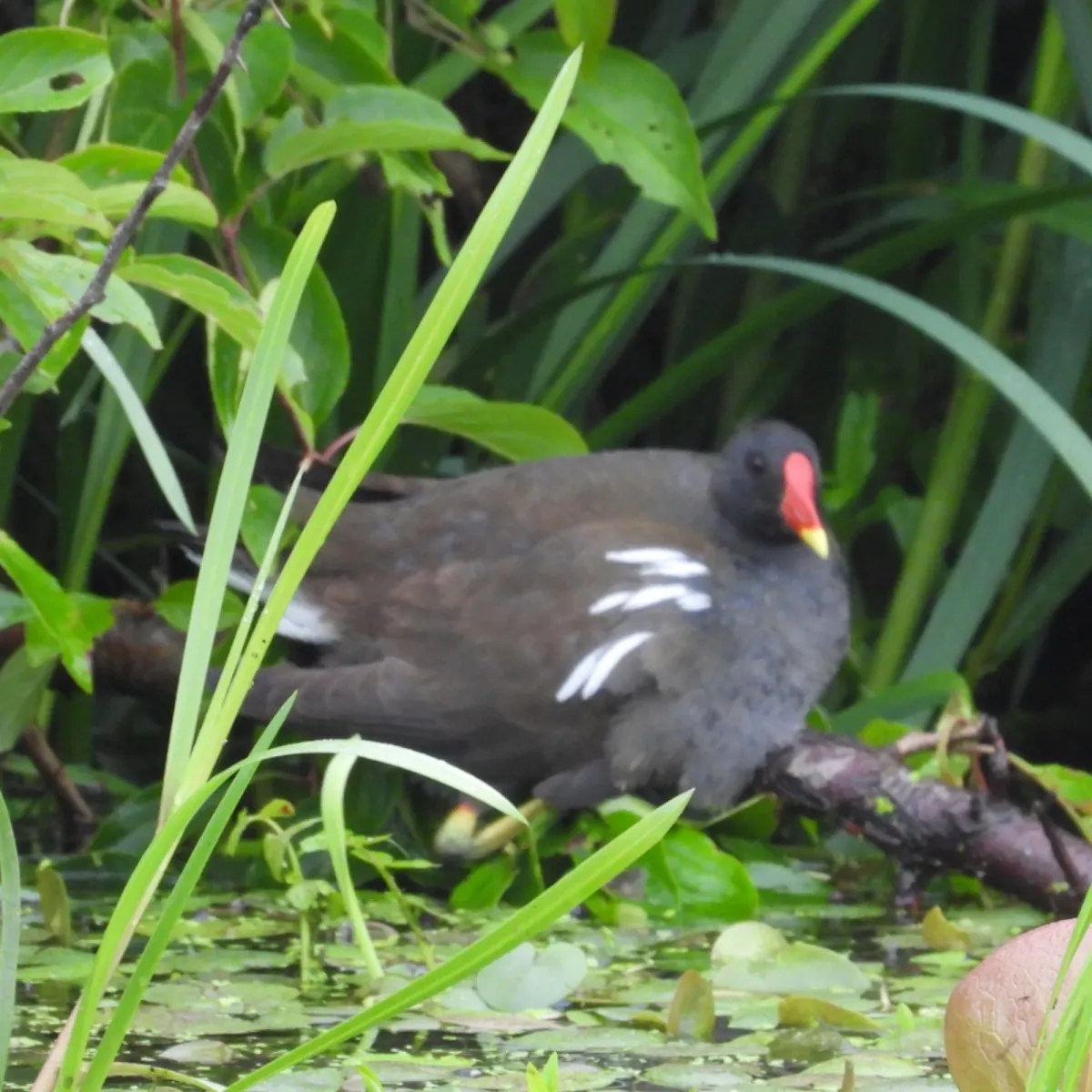 Spotted Eurasian Moorhen