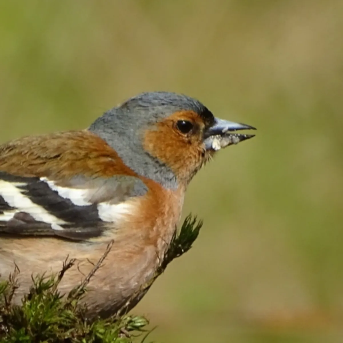 Gespotte Vink