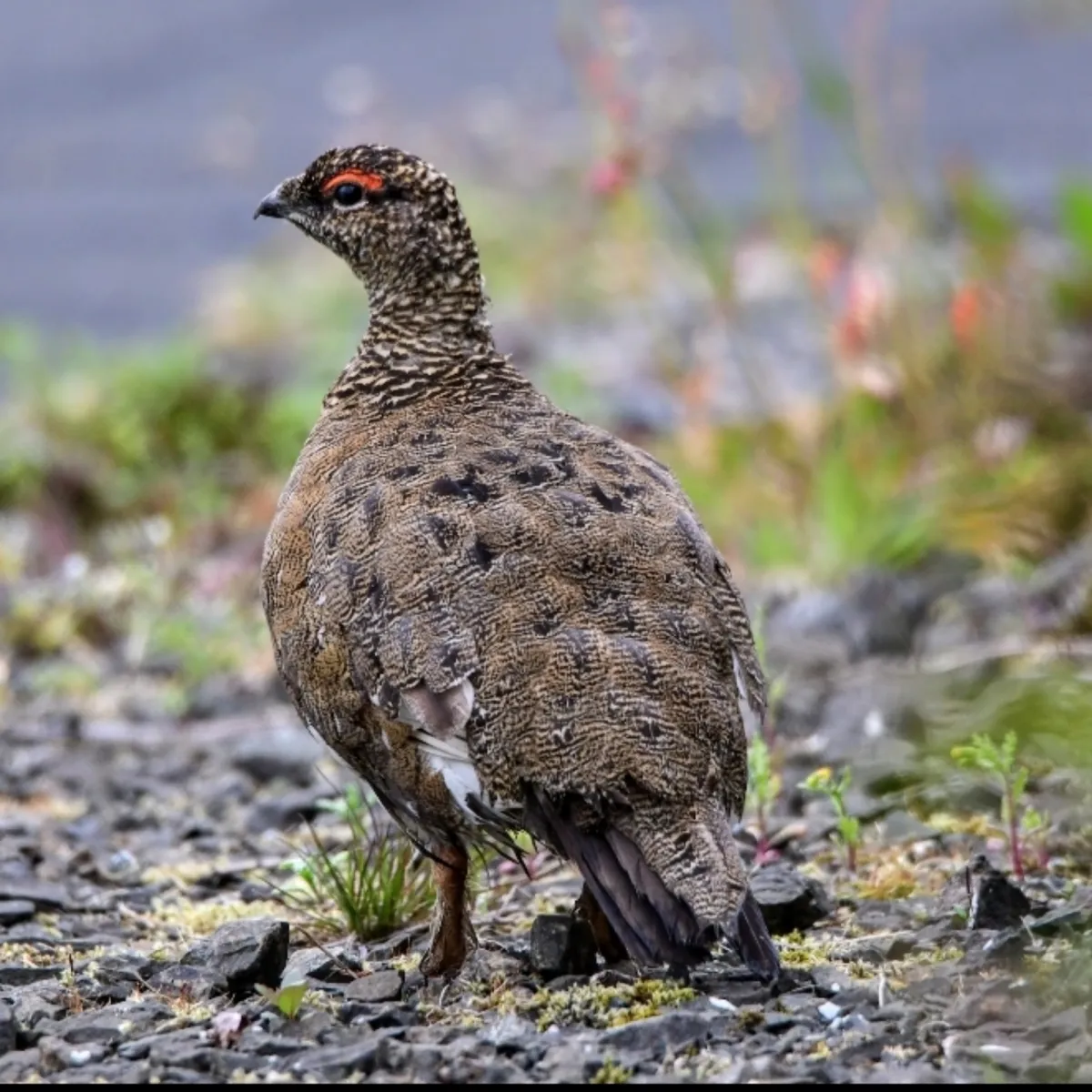 Spotted Rock Ptarmigan