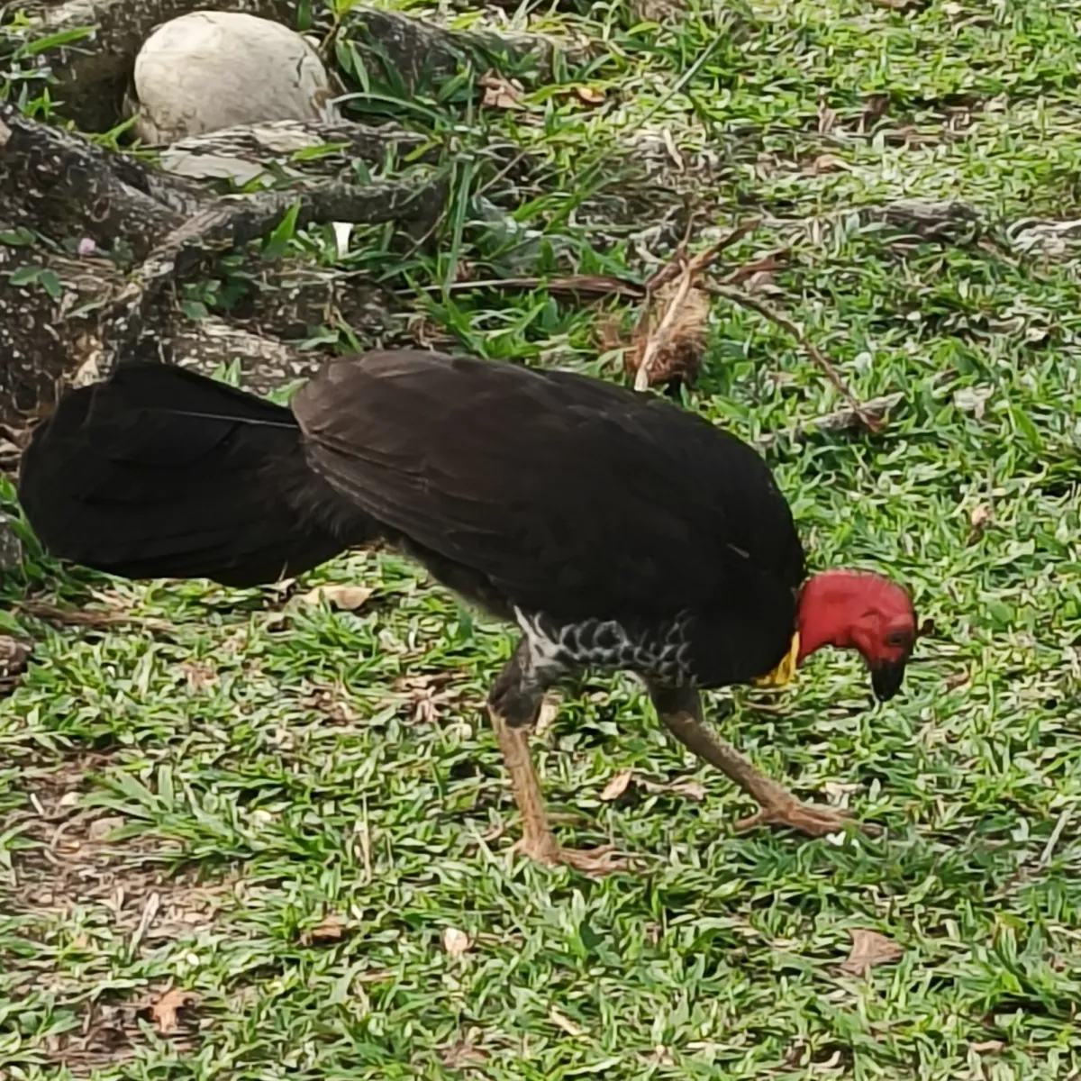 Spotted Australian Brushturkey