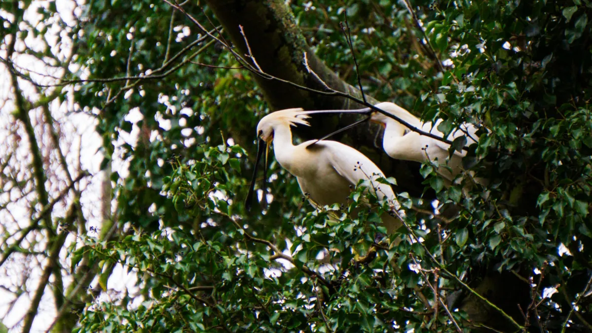 Spotted Eurasian Spoonbill