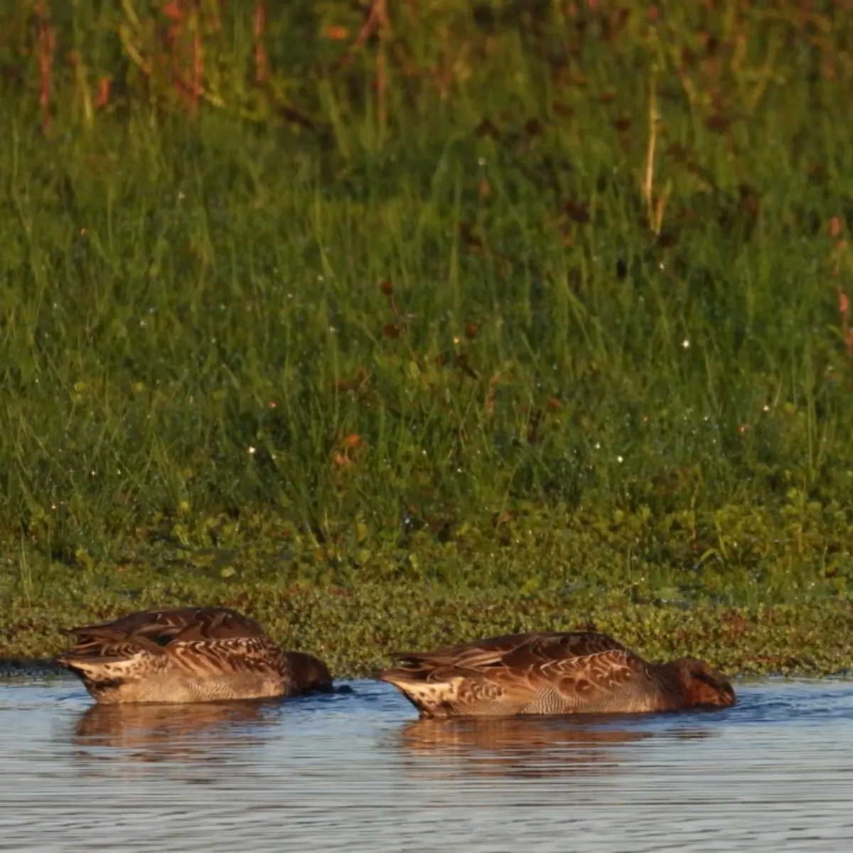 Spotted Green-winged Teal
