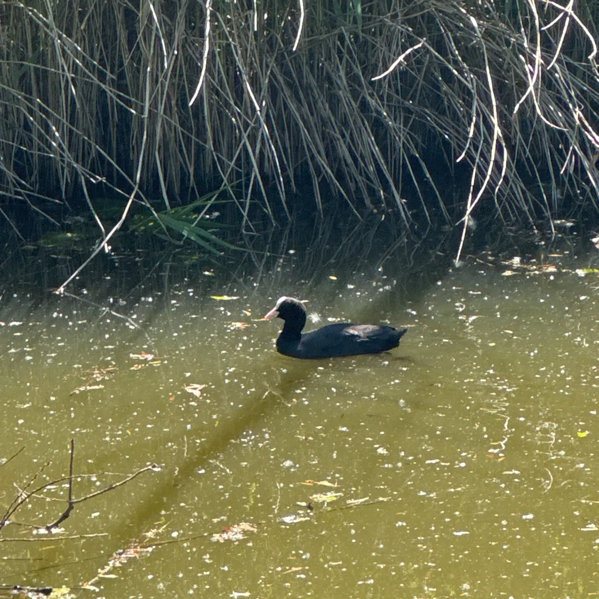 Waargenomen Meerkoet