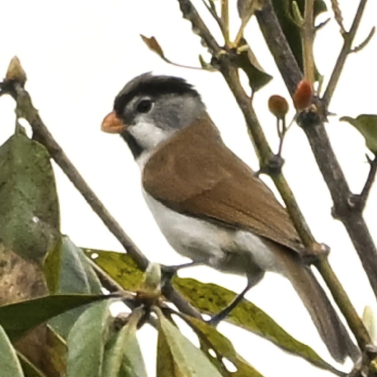Spotted Gray-headed Parrotbill