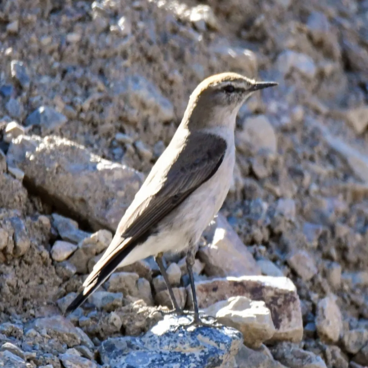 Spotted White-browed Ground-Tyrant