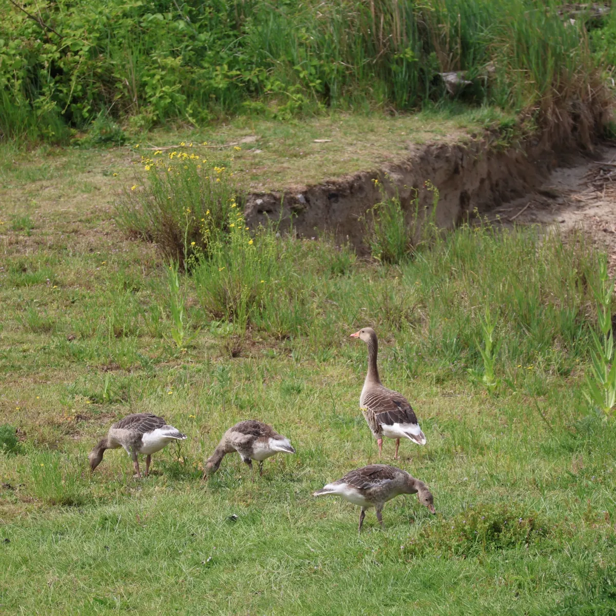 Waargenomen Grauwe gans